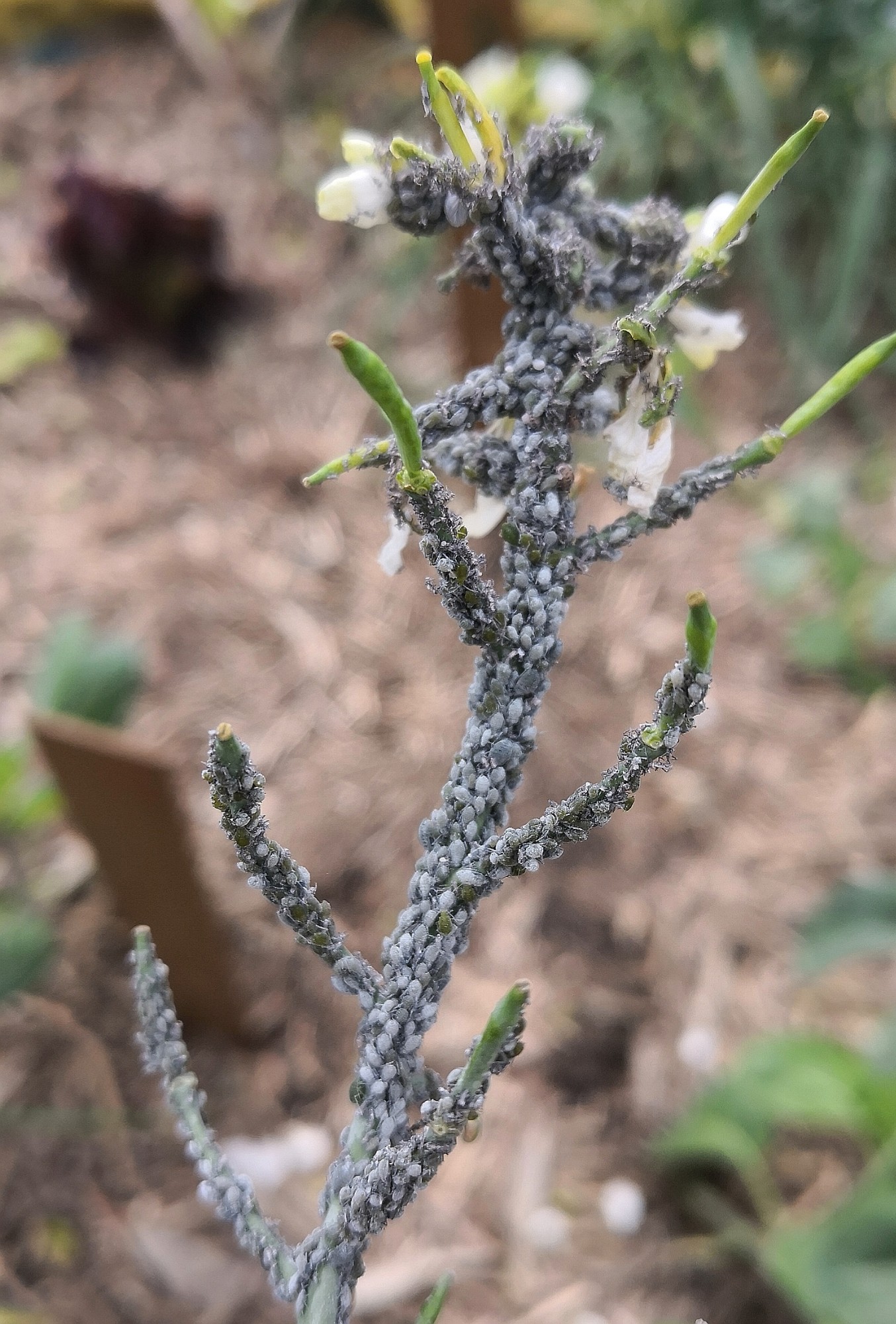 Aphids will go for the first bit of food