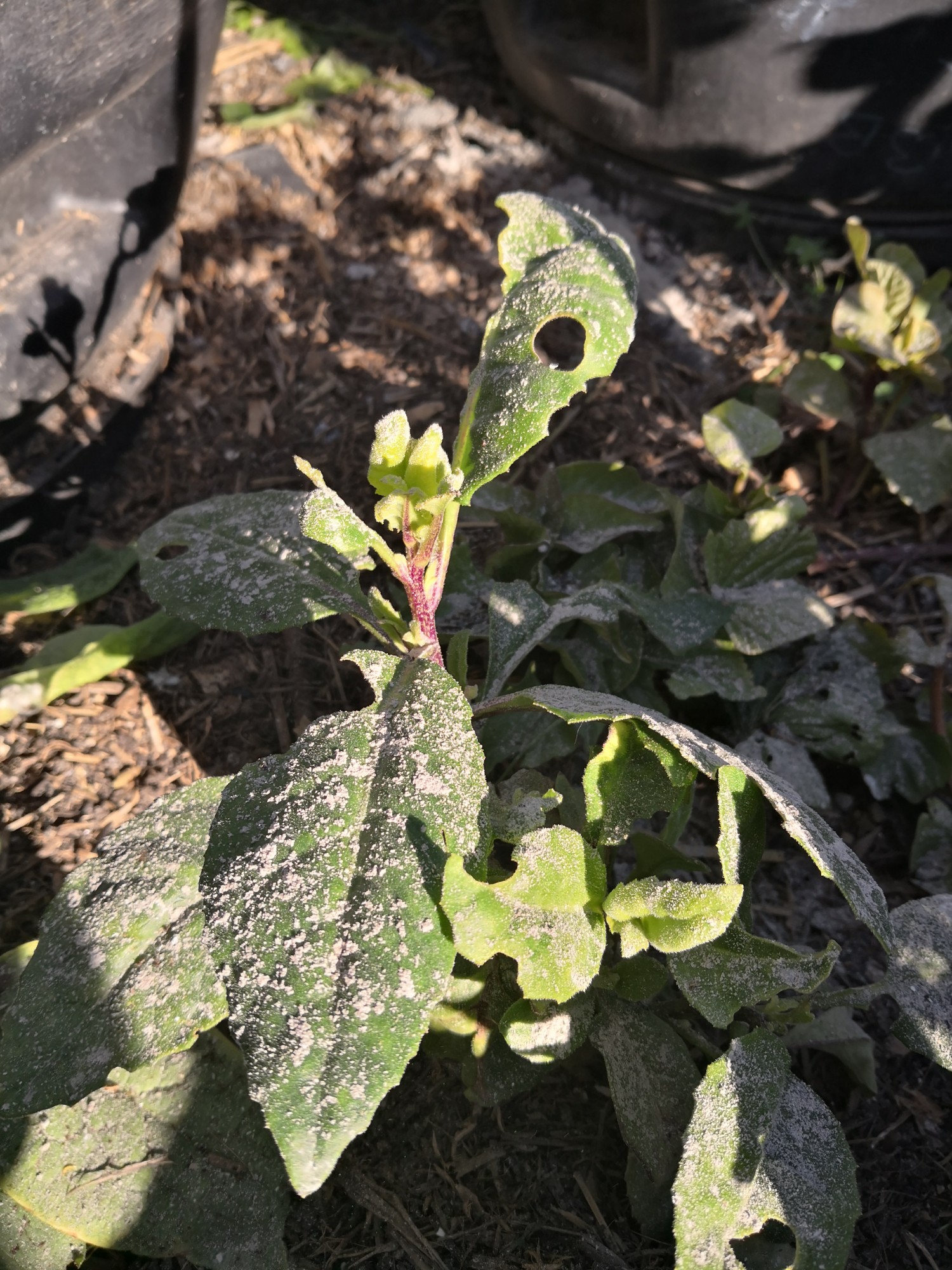 Wood ash can be used to deter slugs.
