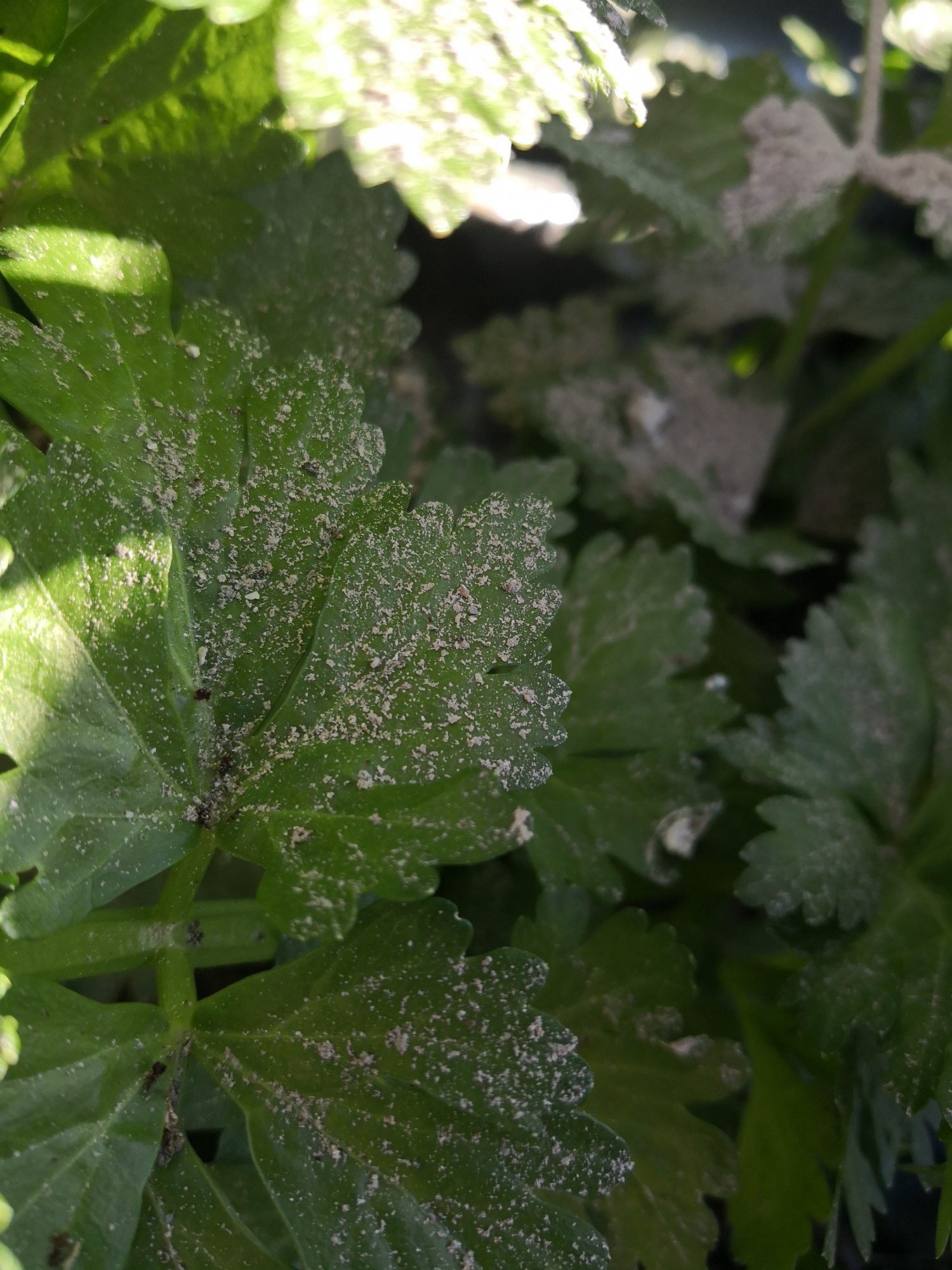 A light sprinkling of wood ash