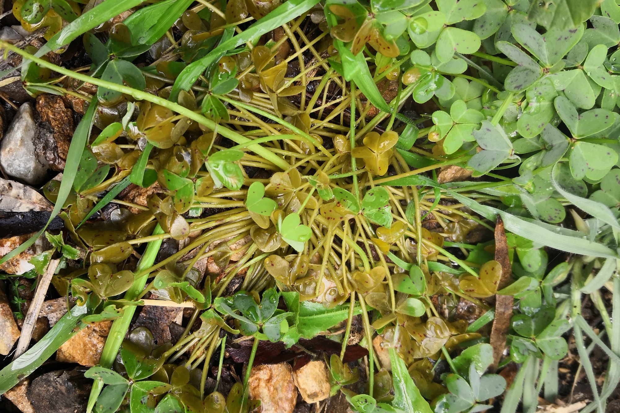 Soursobs and hot water weedicide