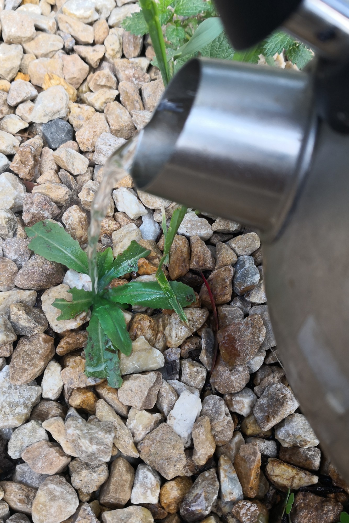 Some broad leaved plants are unaffected