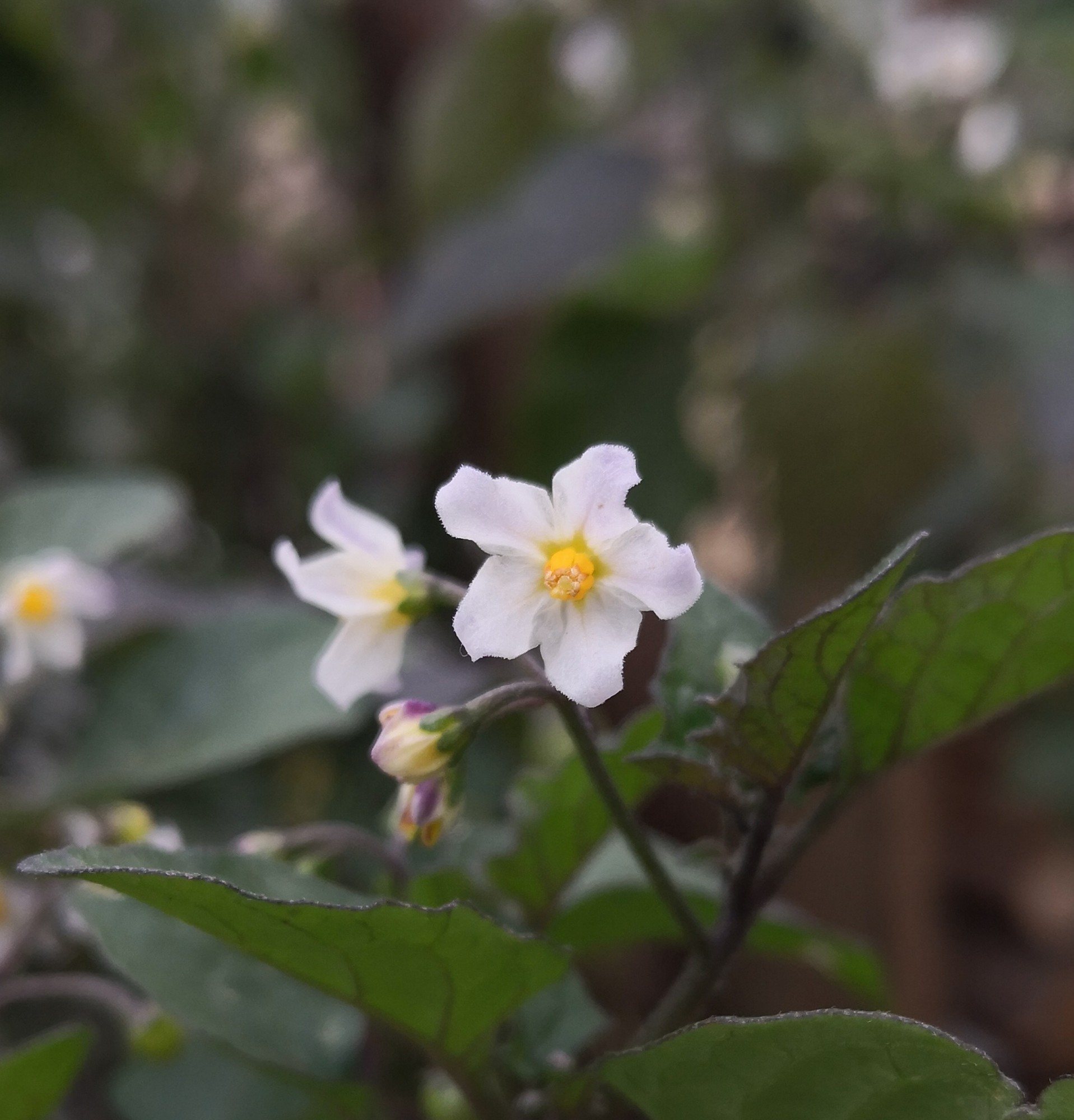 Blackberry Nightshade