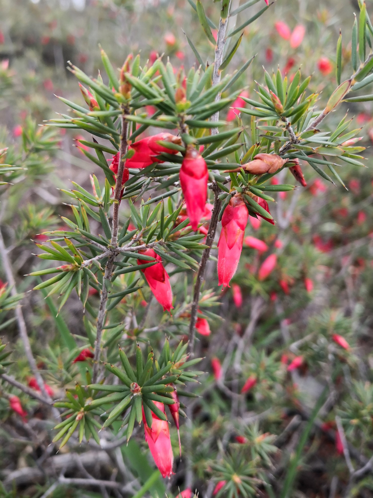 Flame Heath Astroloma conostephioides