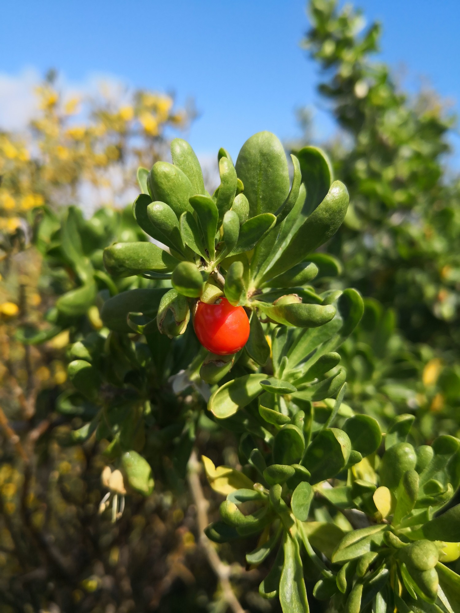Delicious red fruit.