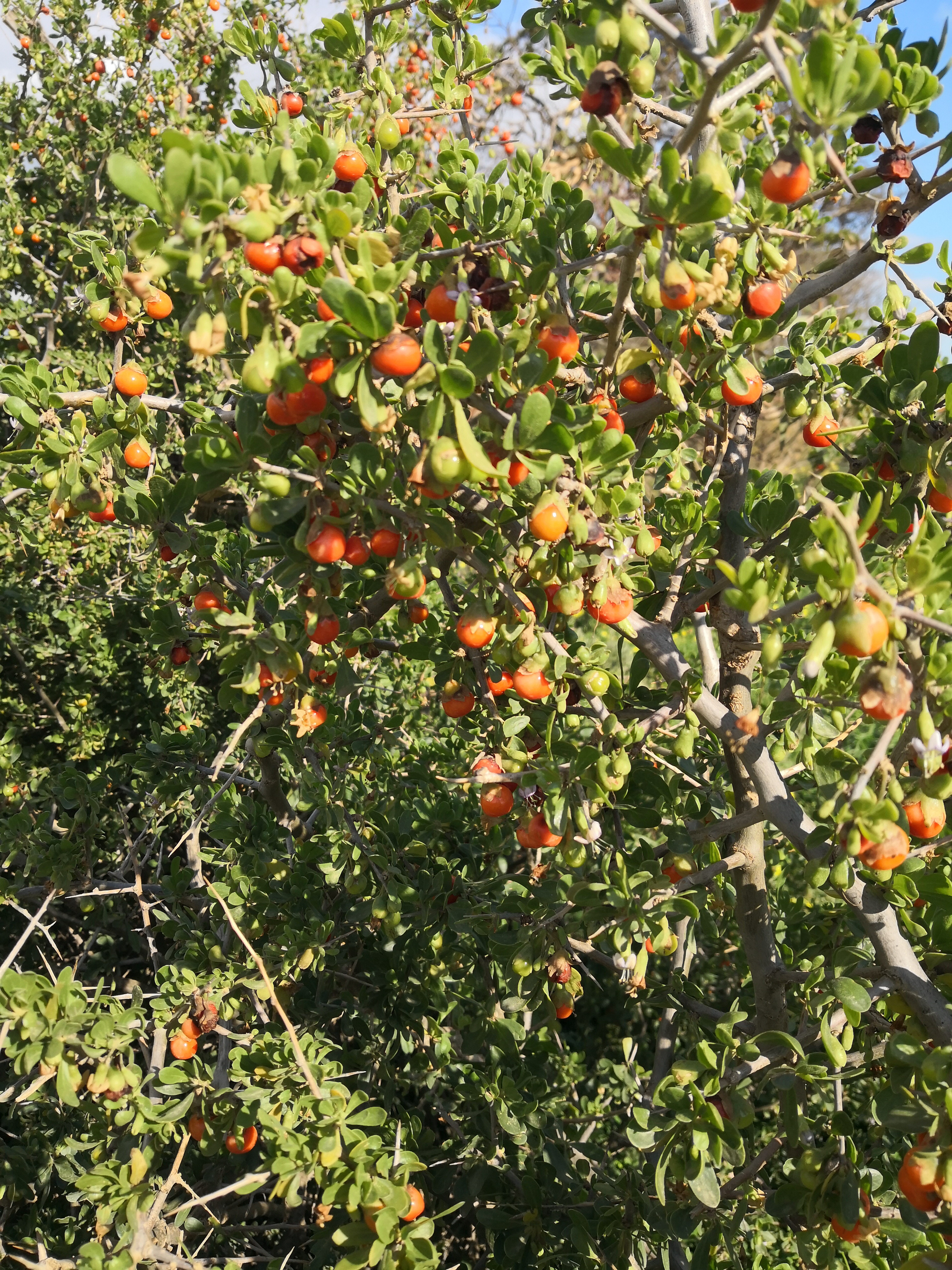 It takes a brave person to pick Boxthorn berries