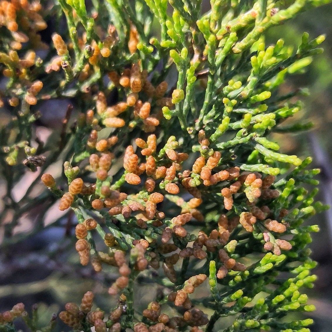 Callitris flowers and leaves.