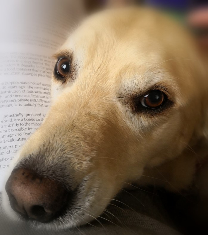 Do you reckon this one will sway the judges?