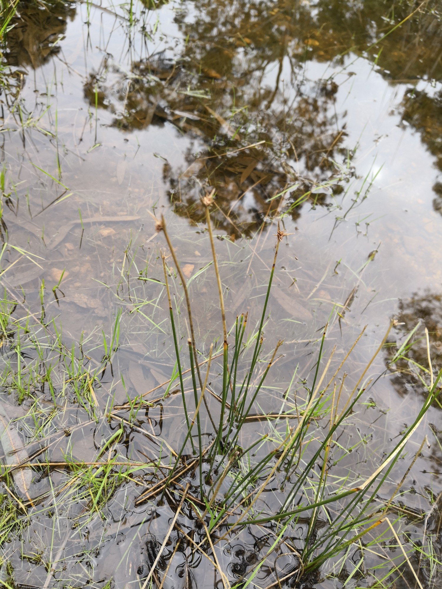 Cyperus plants love wet feet.