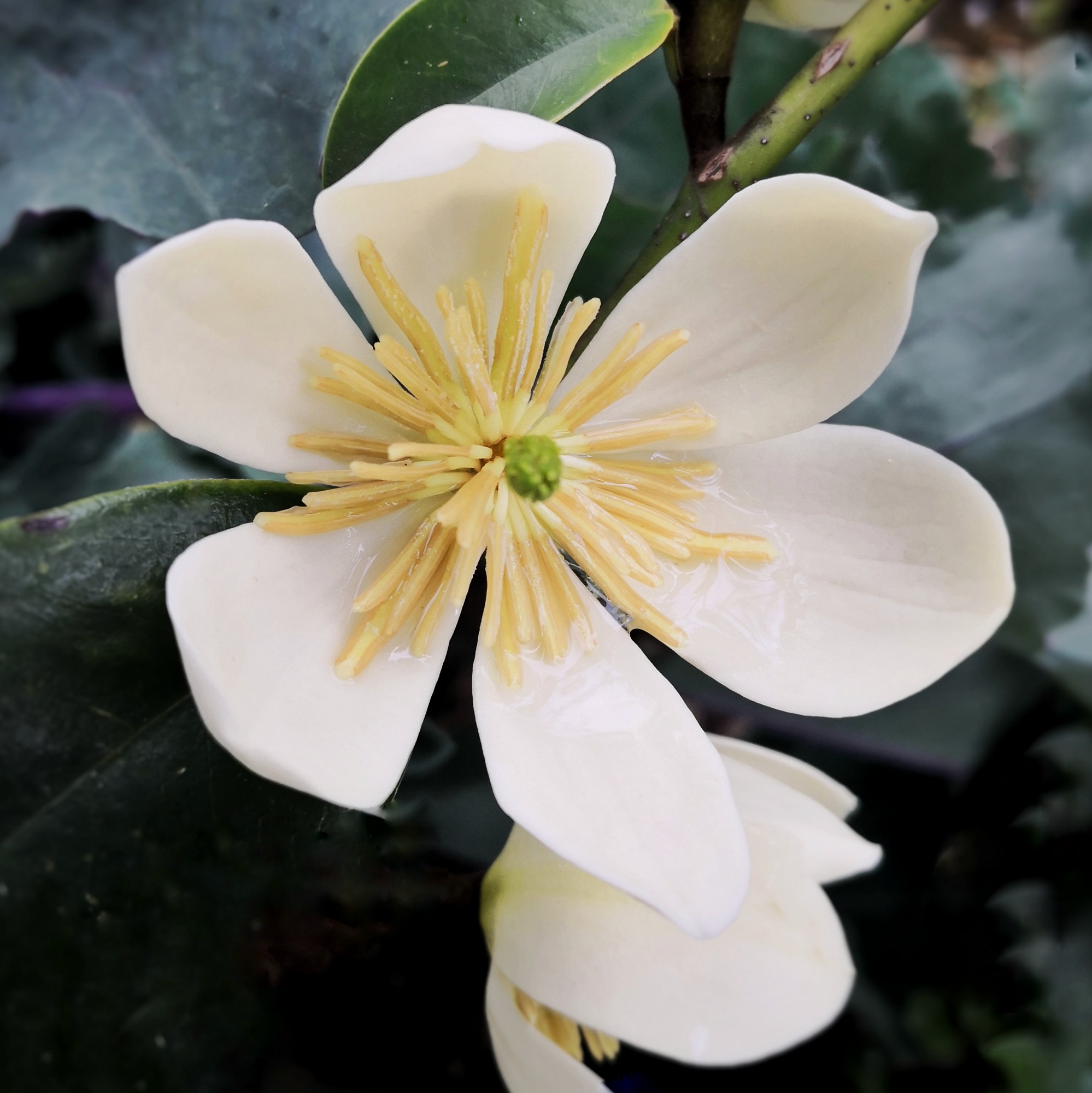Jelina’s Magnolia has kicked off an early Spring