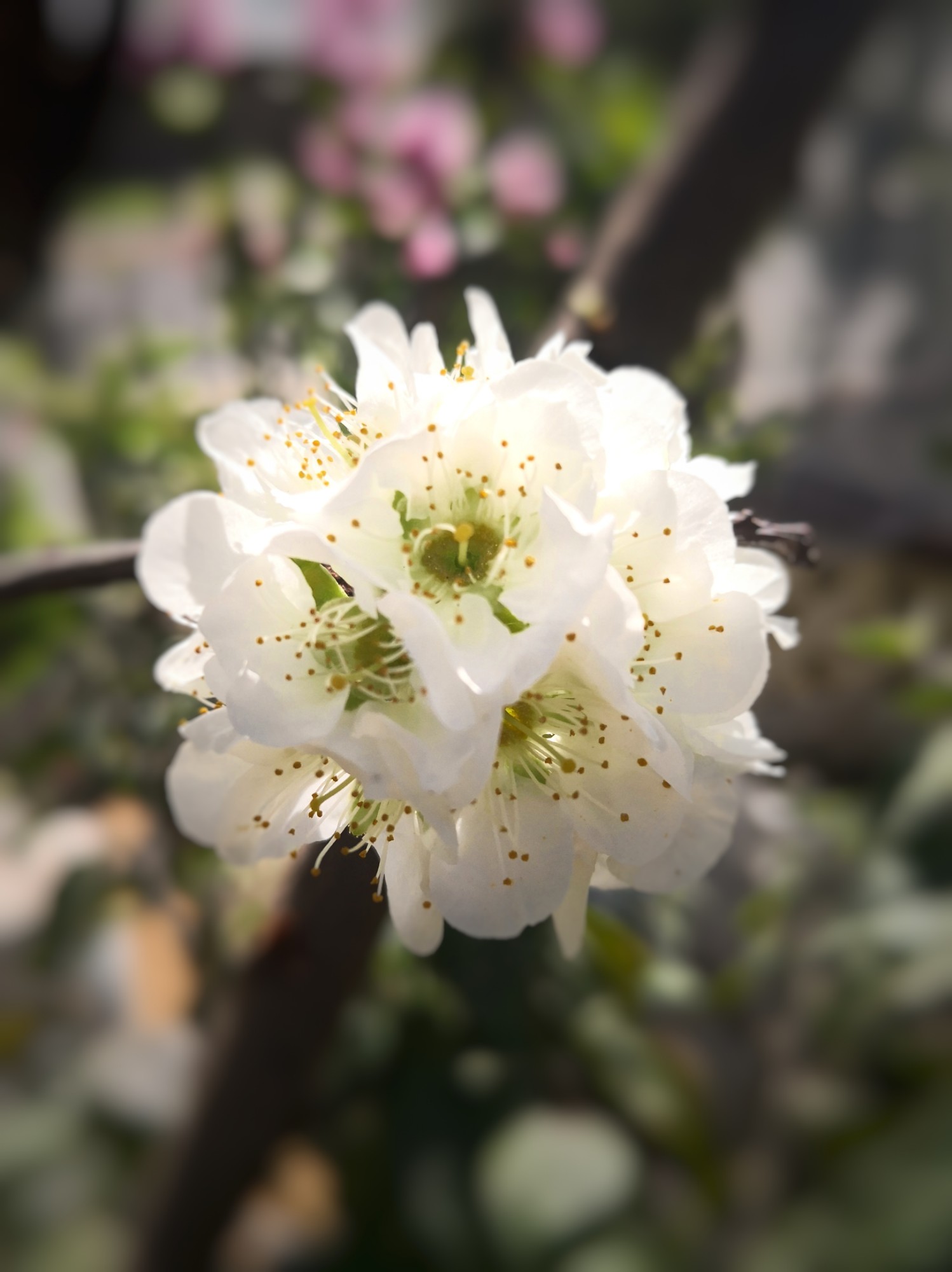 Plum flower