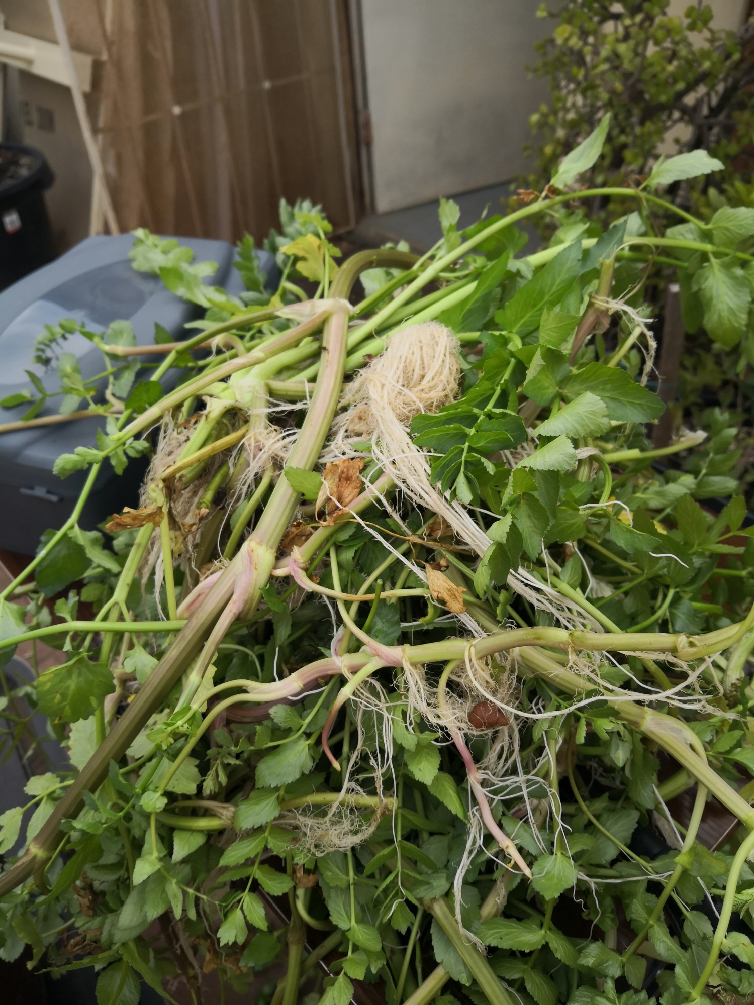 Carrot plants in aquaponics Carrot plants in aquaponics