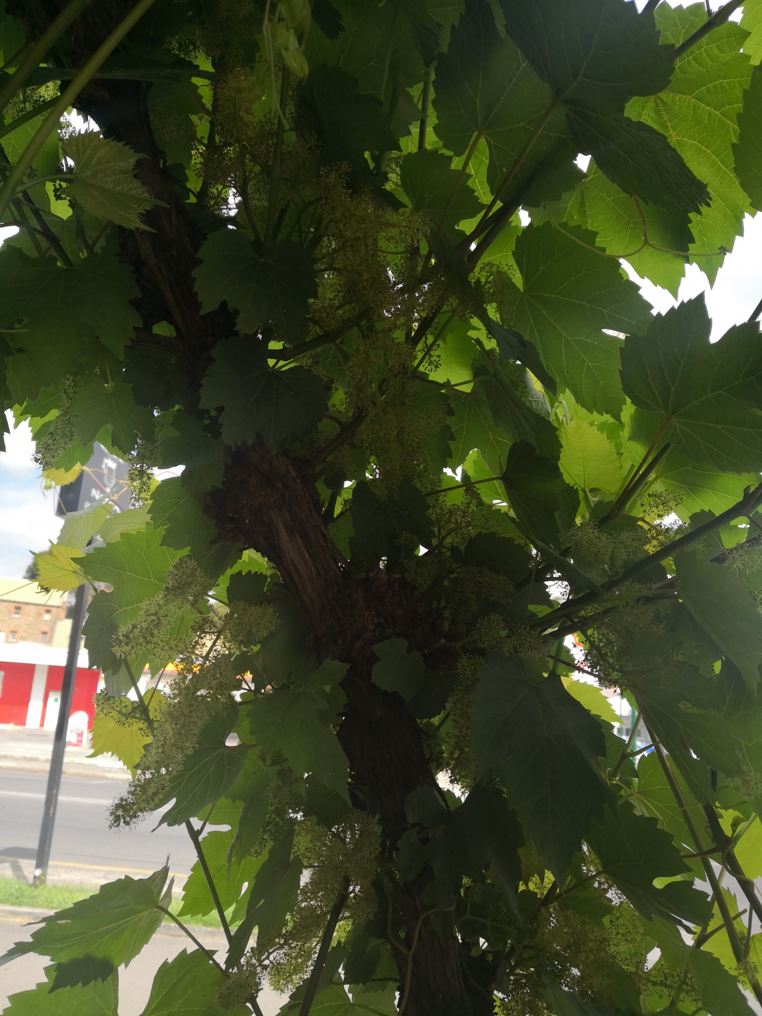 Grapes at Cafe Nova Grapes at Cafe Nova