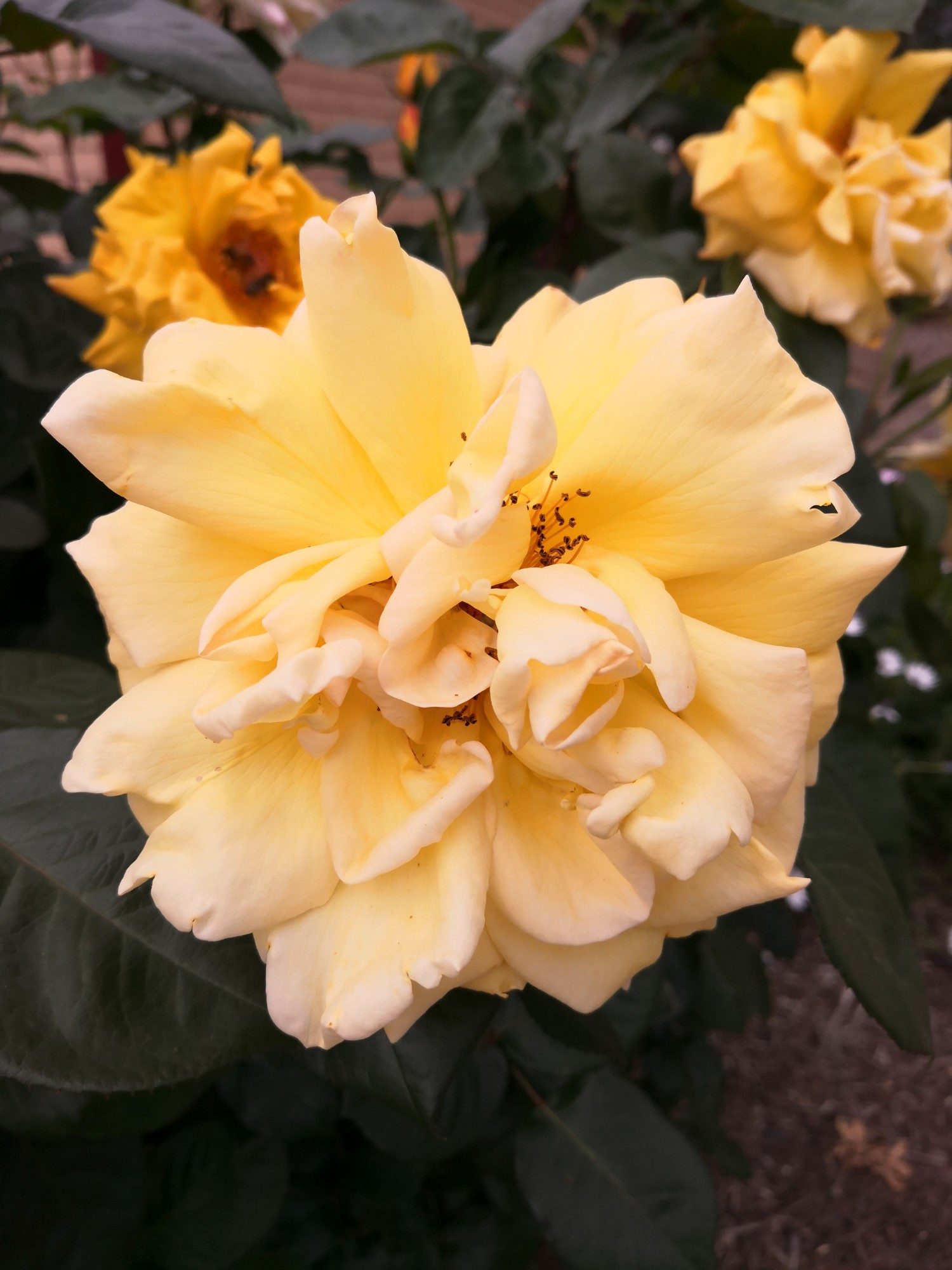 Stop and smell the roses