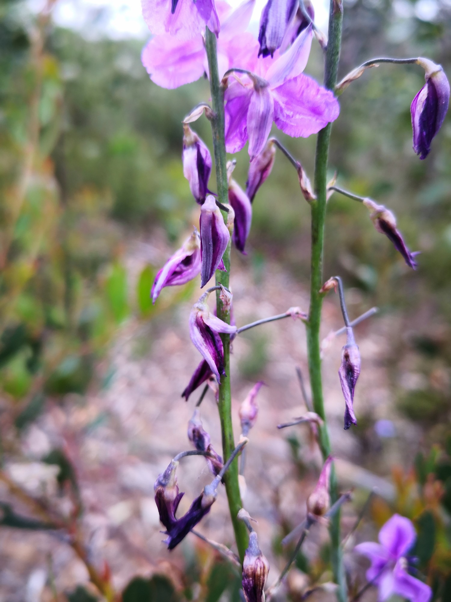 Arthropodium flowers twist as they wither.