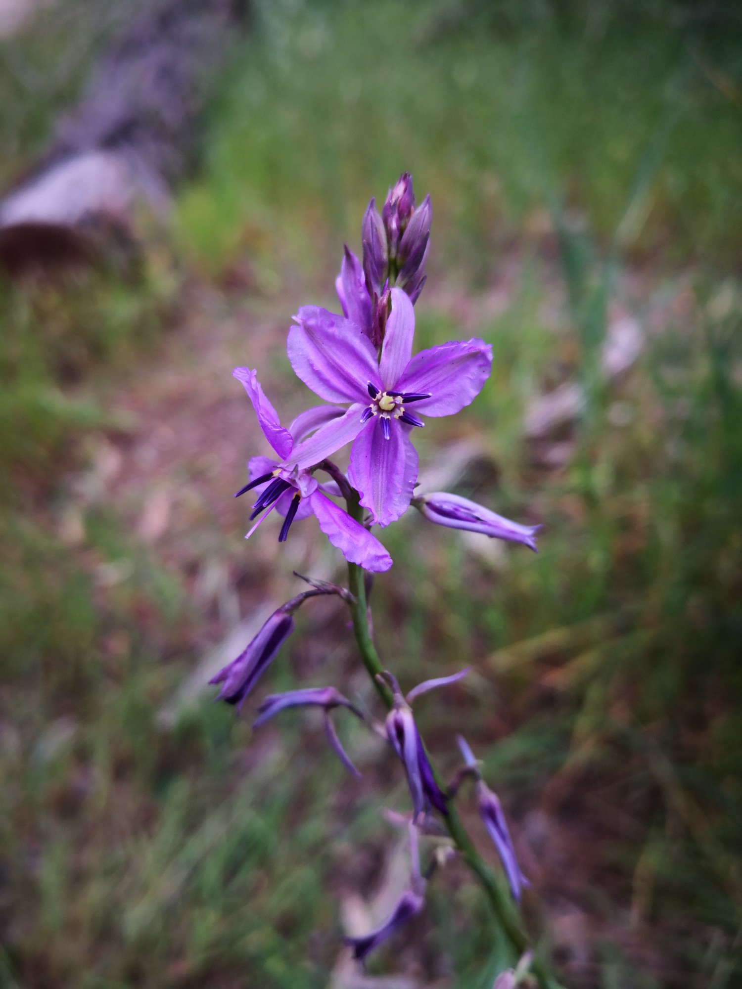 Arthropodium strictum