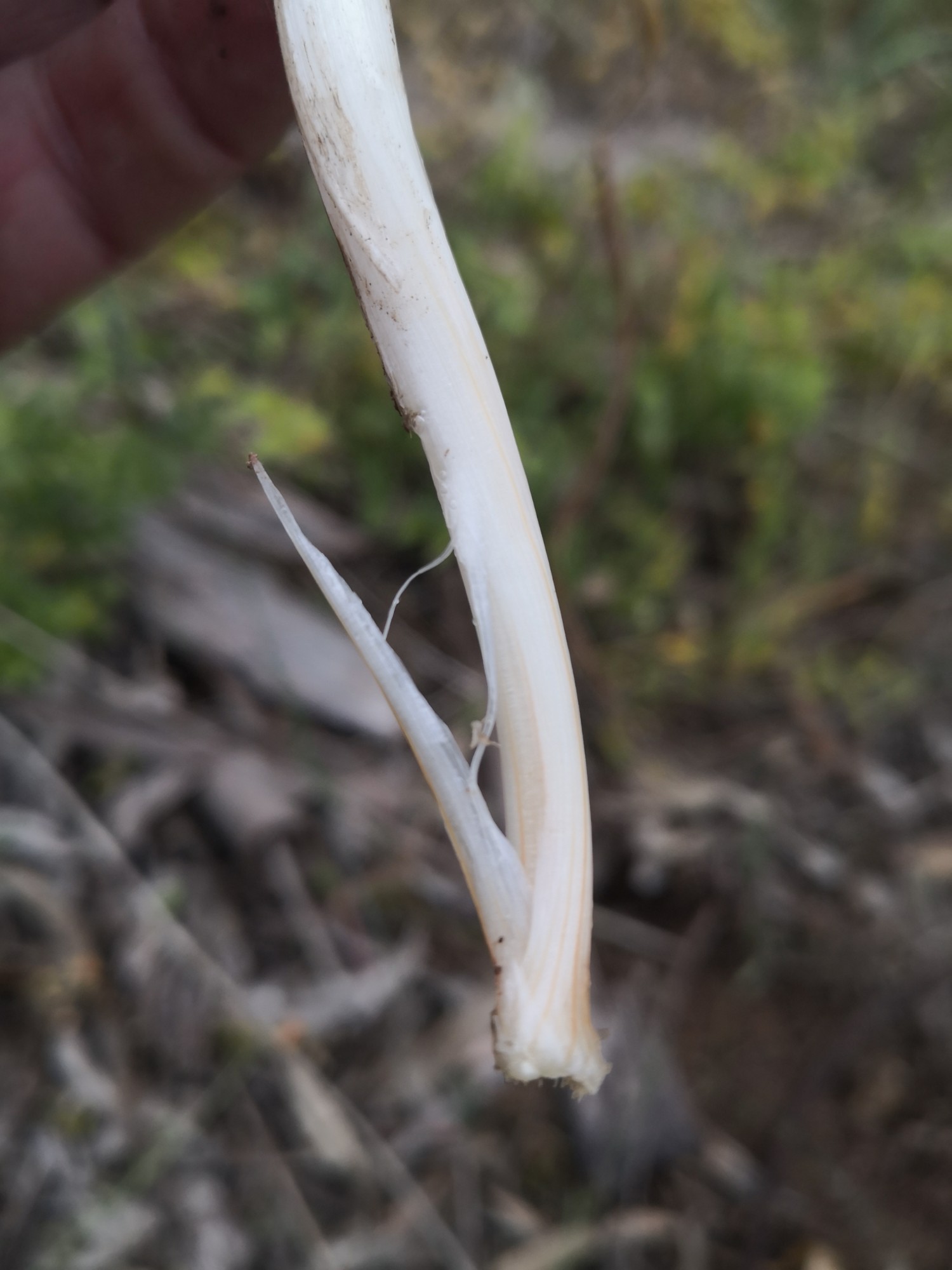 An edible Arthropodium leaf base.
