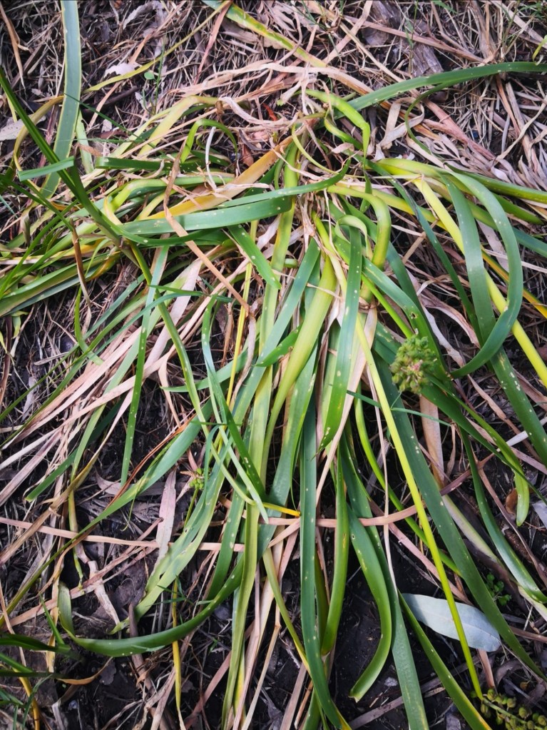 Masses of leaves can be found on creek banks as the water dries up.