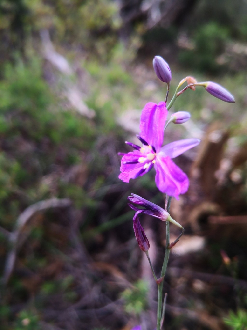 Last week at Ligaya Garden&nbsp;#12