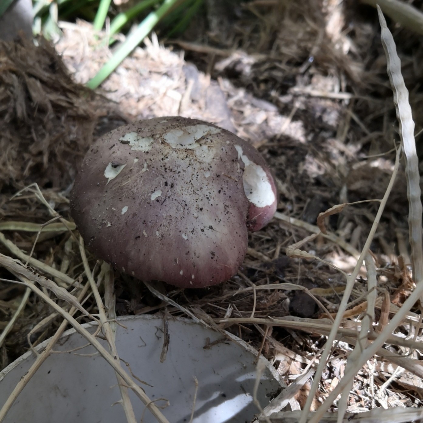 A King Stropharia showing that there is happy fungal life in the soil at Ligaya Garden
