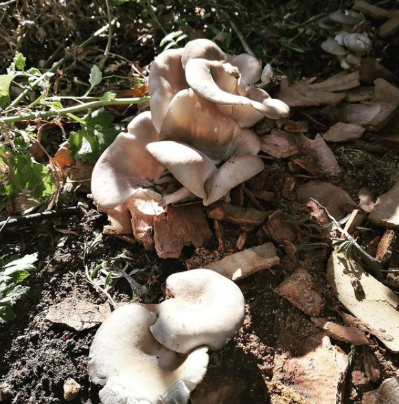 A flush of Oyster mushrooms from spent mushroom substrate.