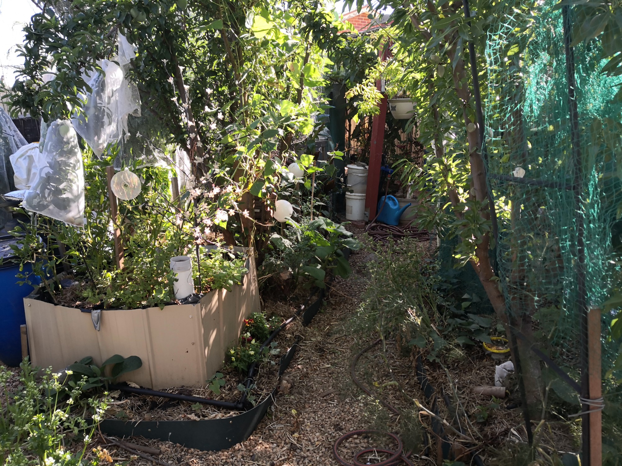 Ligaya Gardening Tips #6 the joy of perennials