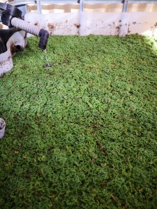 Azolla is nutritious and cooling for chooks in Summer.