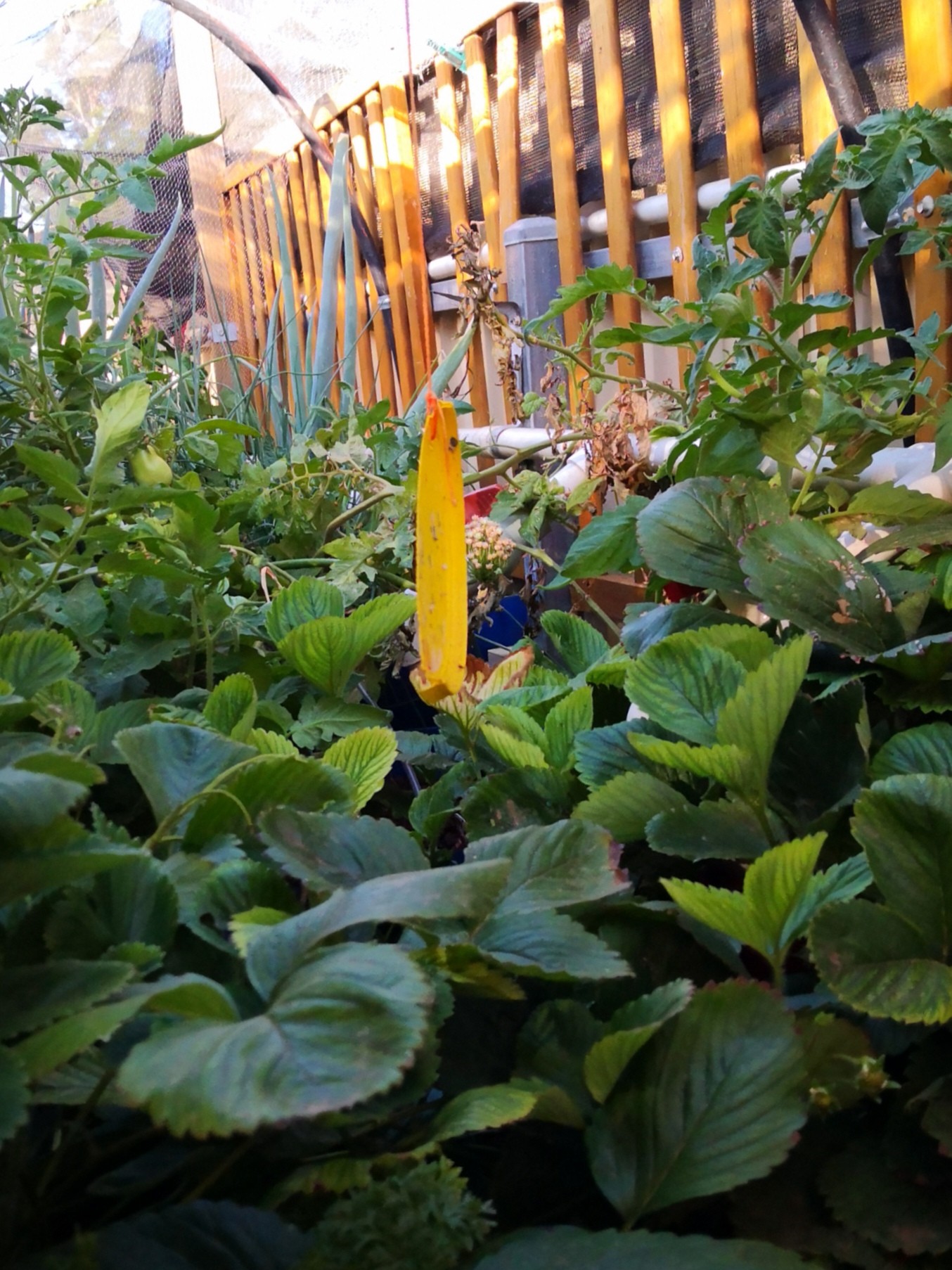 Strawberries love it!