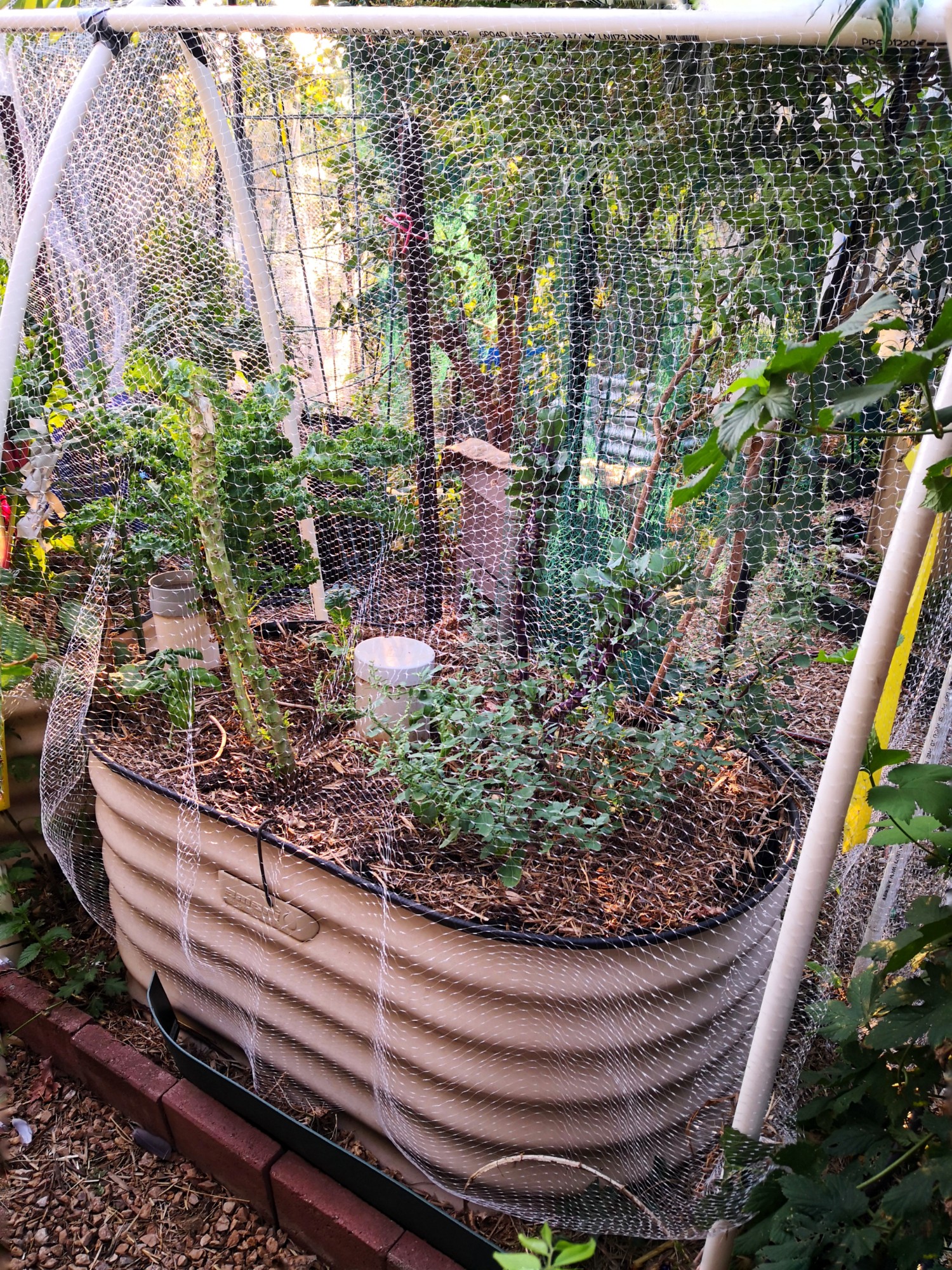 Wicking beds can be quite decorative