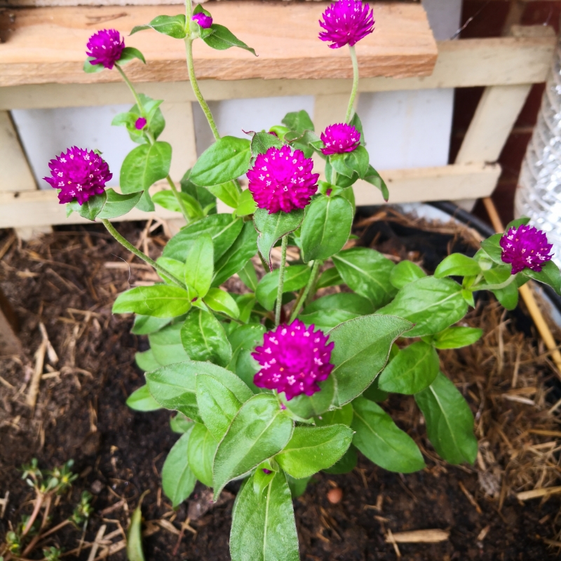 My new favourite plant
