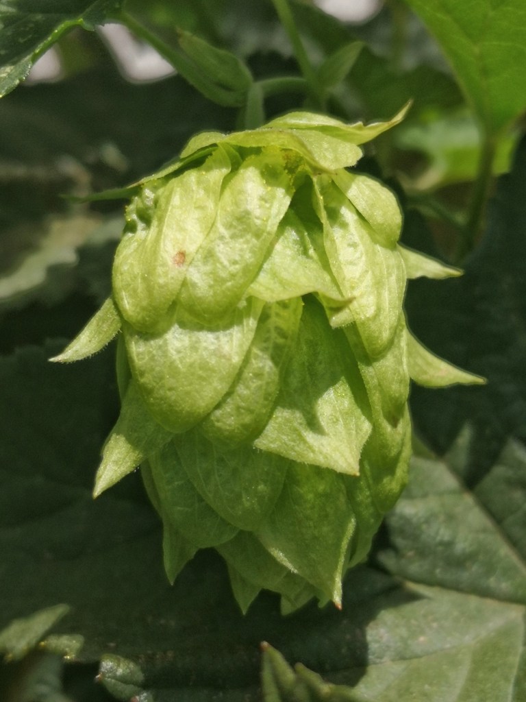 Humulus lupulus