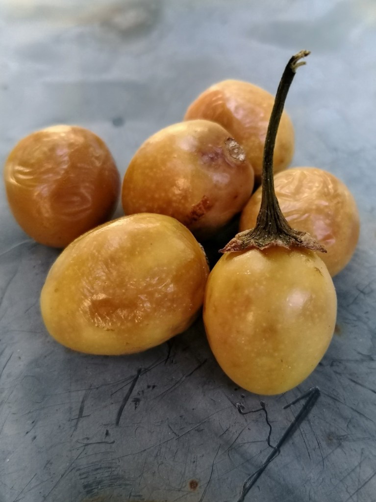 Solanum laciniatum