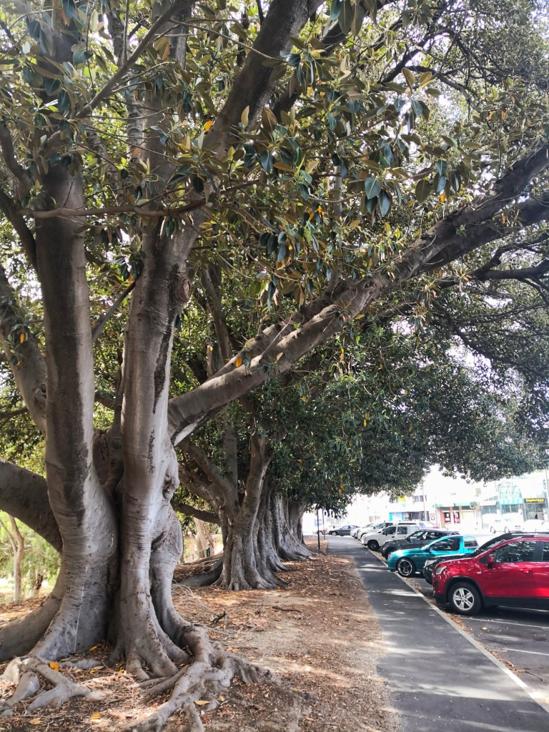 Moreton Bay Figs along the South Para River.