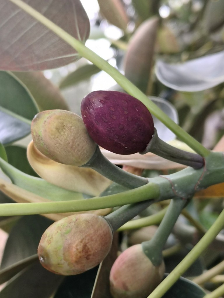 Ripe and ripening fruit.