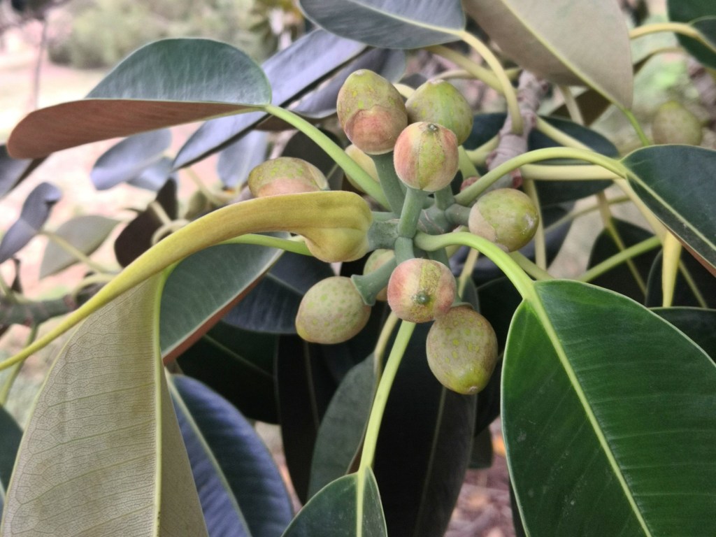 Fruit and young leaves.
