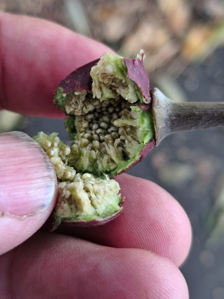 Lots of seeds inside.