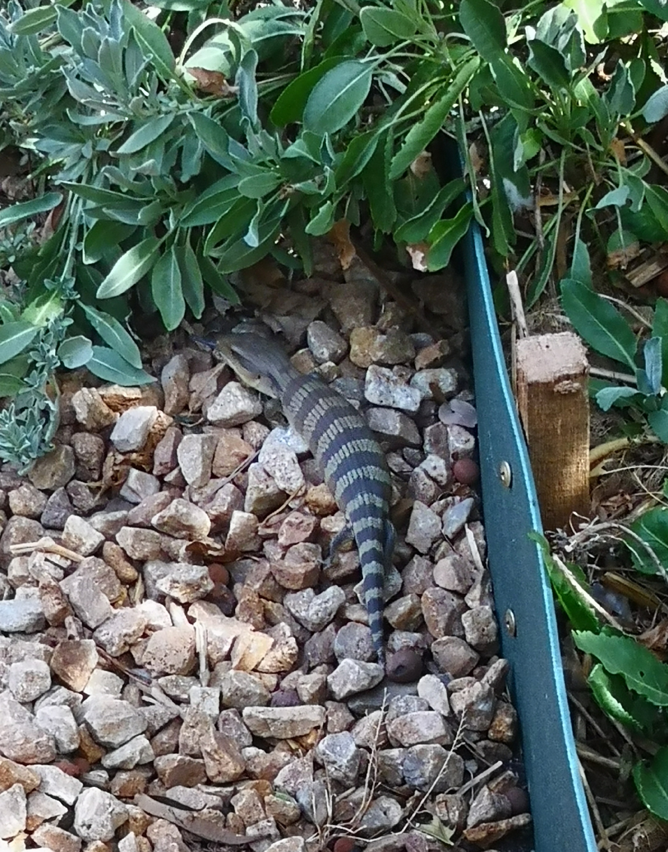 A Lizard in the garden