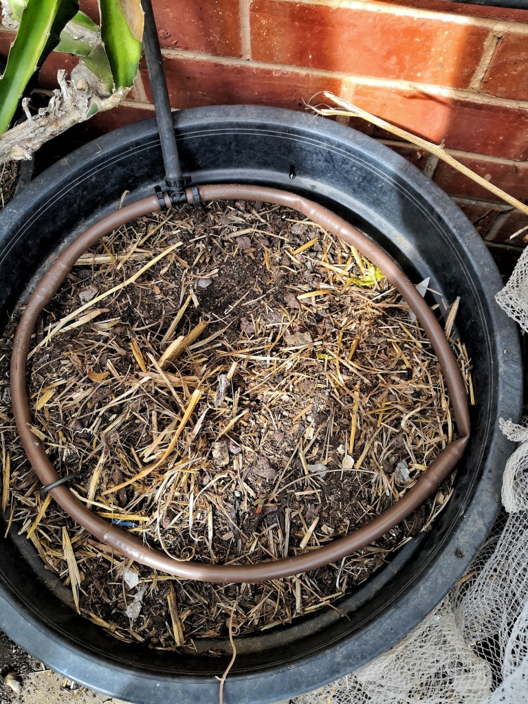 Brown drip hose in a large pot, looped onto a 13mm t-piece