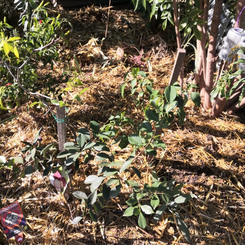 Getting to Growing #2 Sunlight