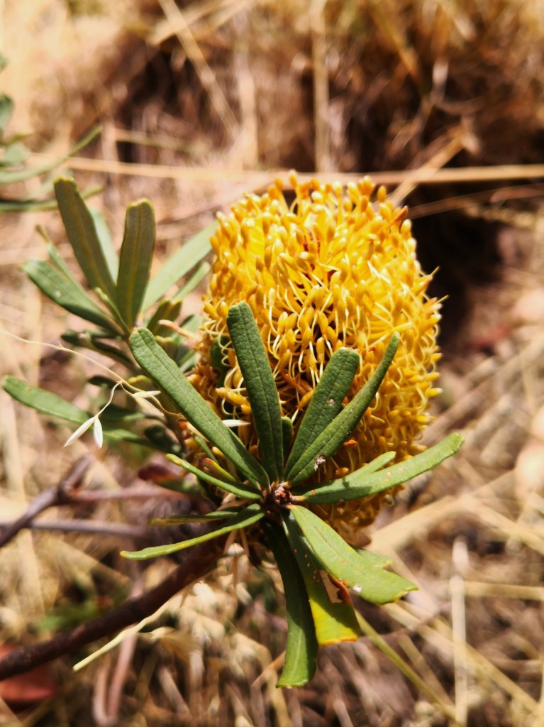 Banksia marginata