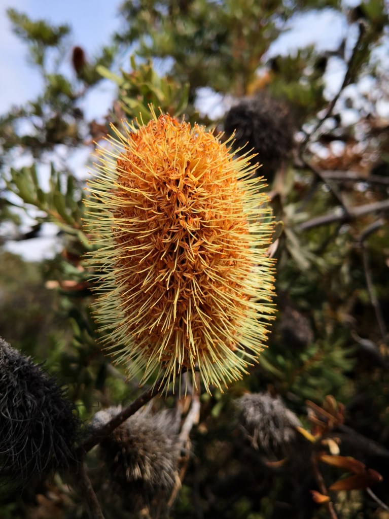 Banksia flower 'cone' or 'inflorescence'.