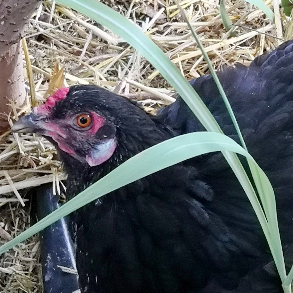 Happy Summer Chooks