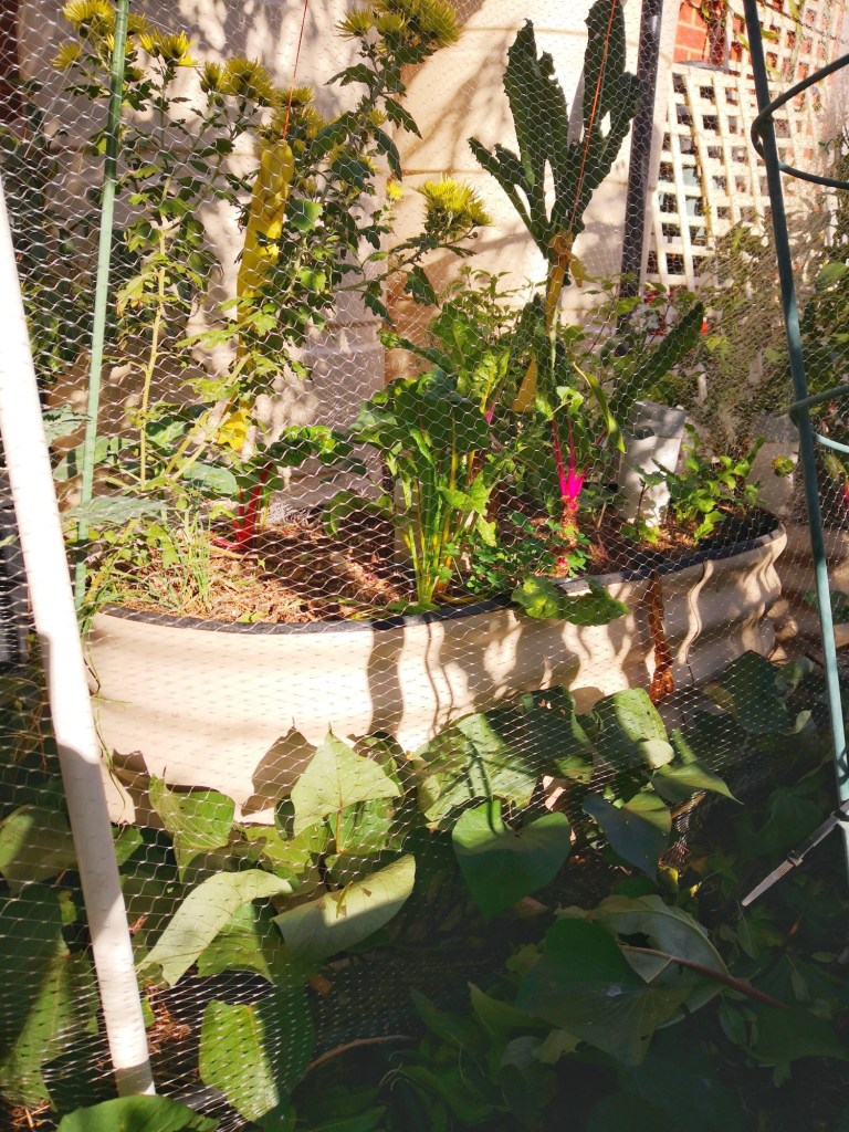 Raised beds can absorb heat or reflect it.