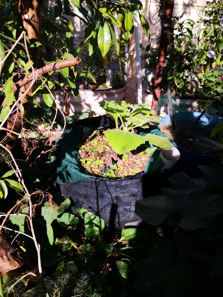 Large black pots can absorb and radiate heat.