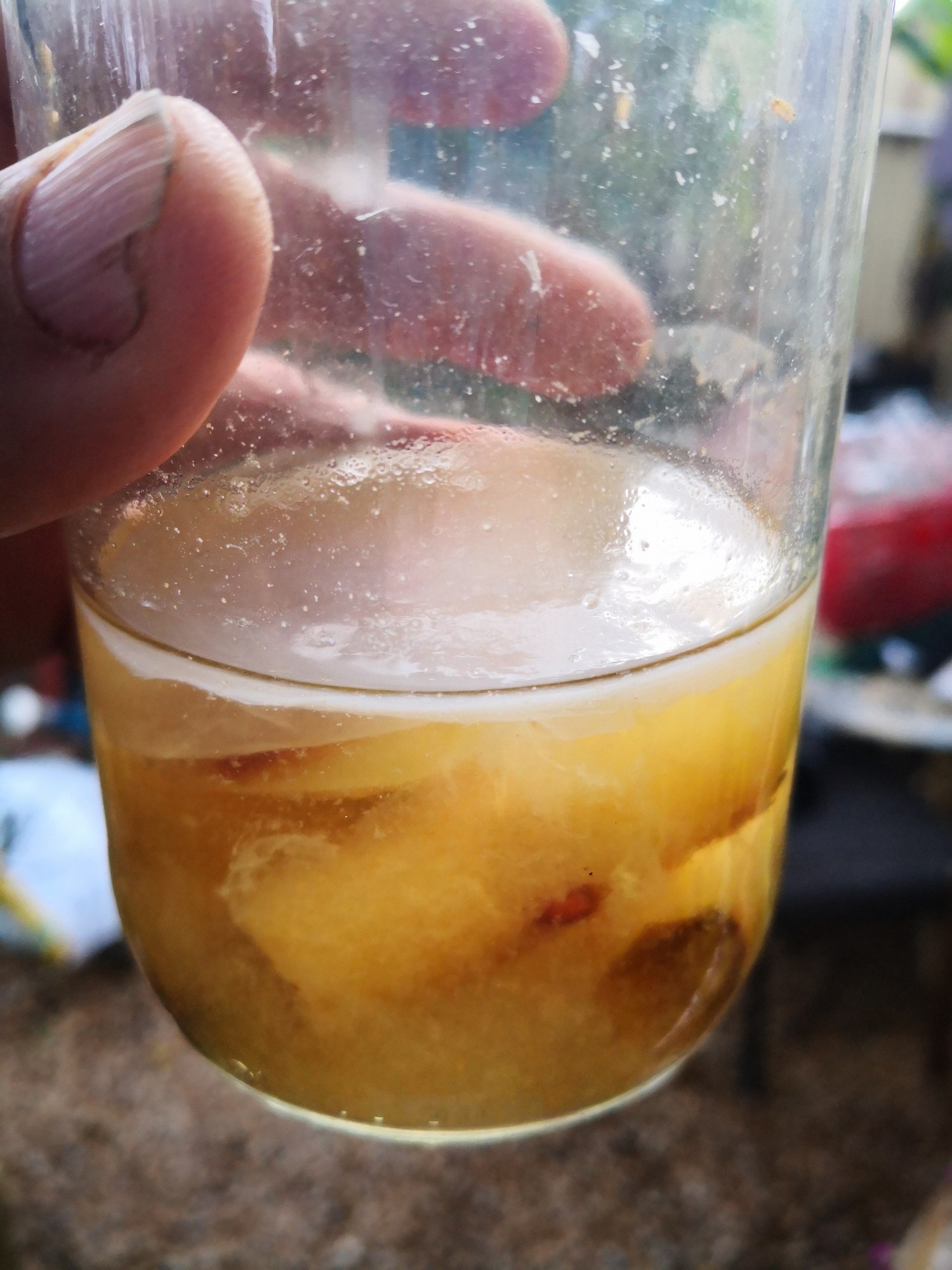 A new Mother growing nicely.