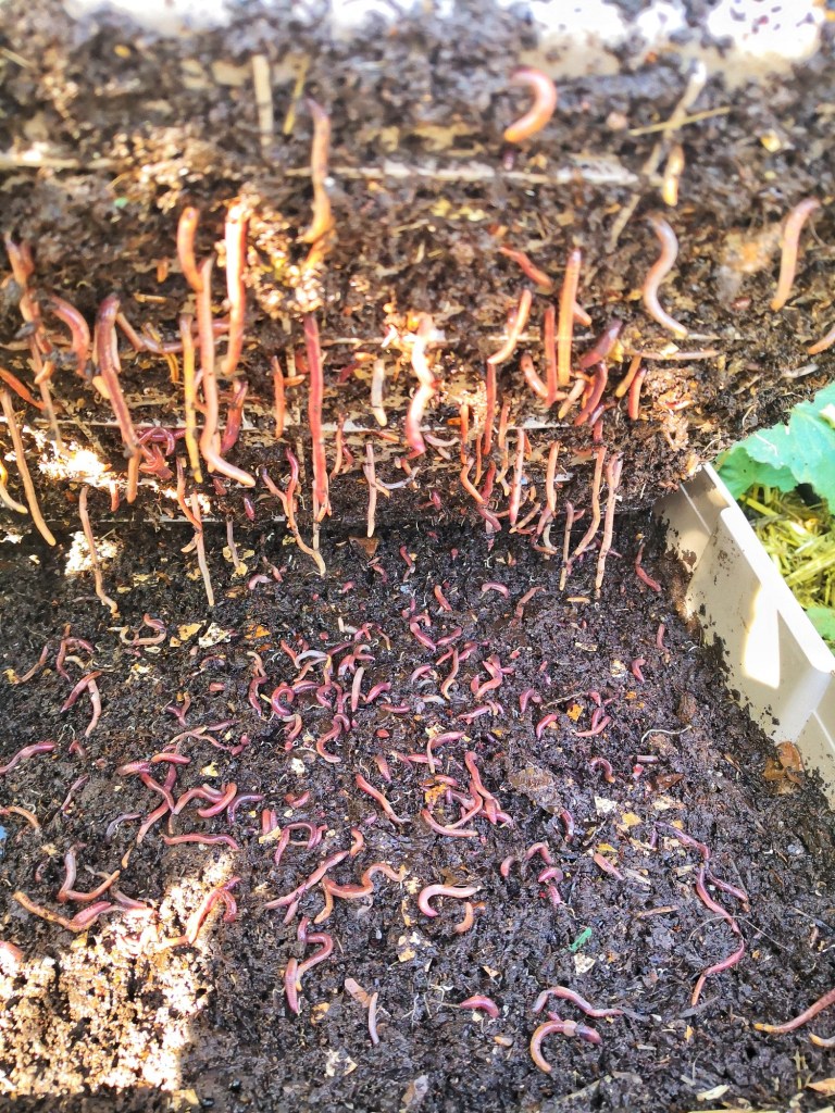 Happy worms