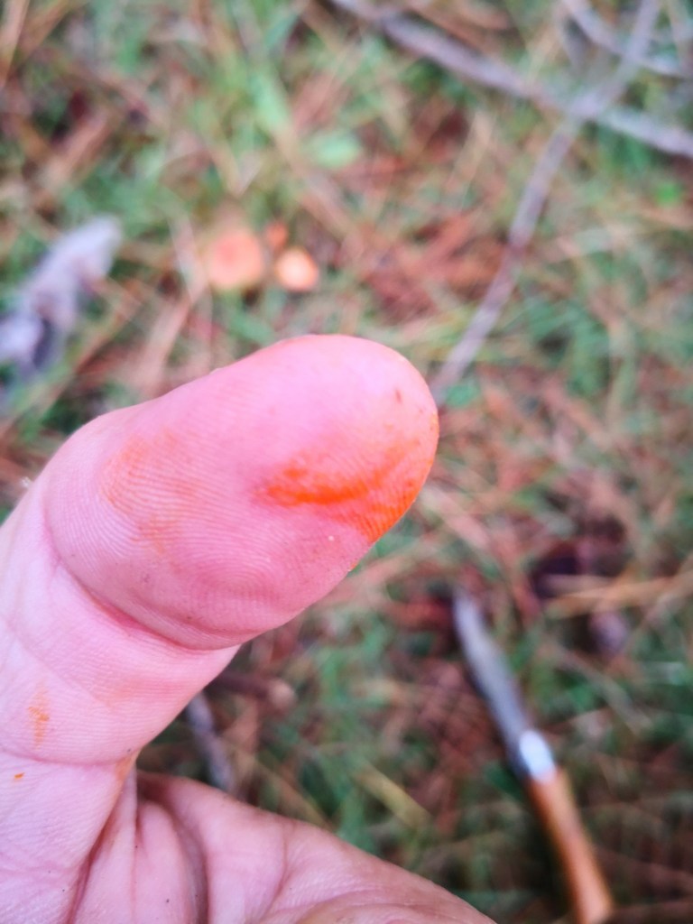 The orange 'milk' is a give away when identifying Saffies.