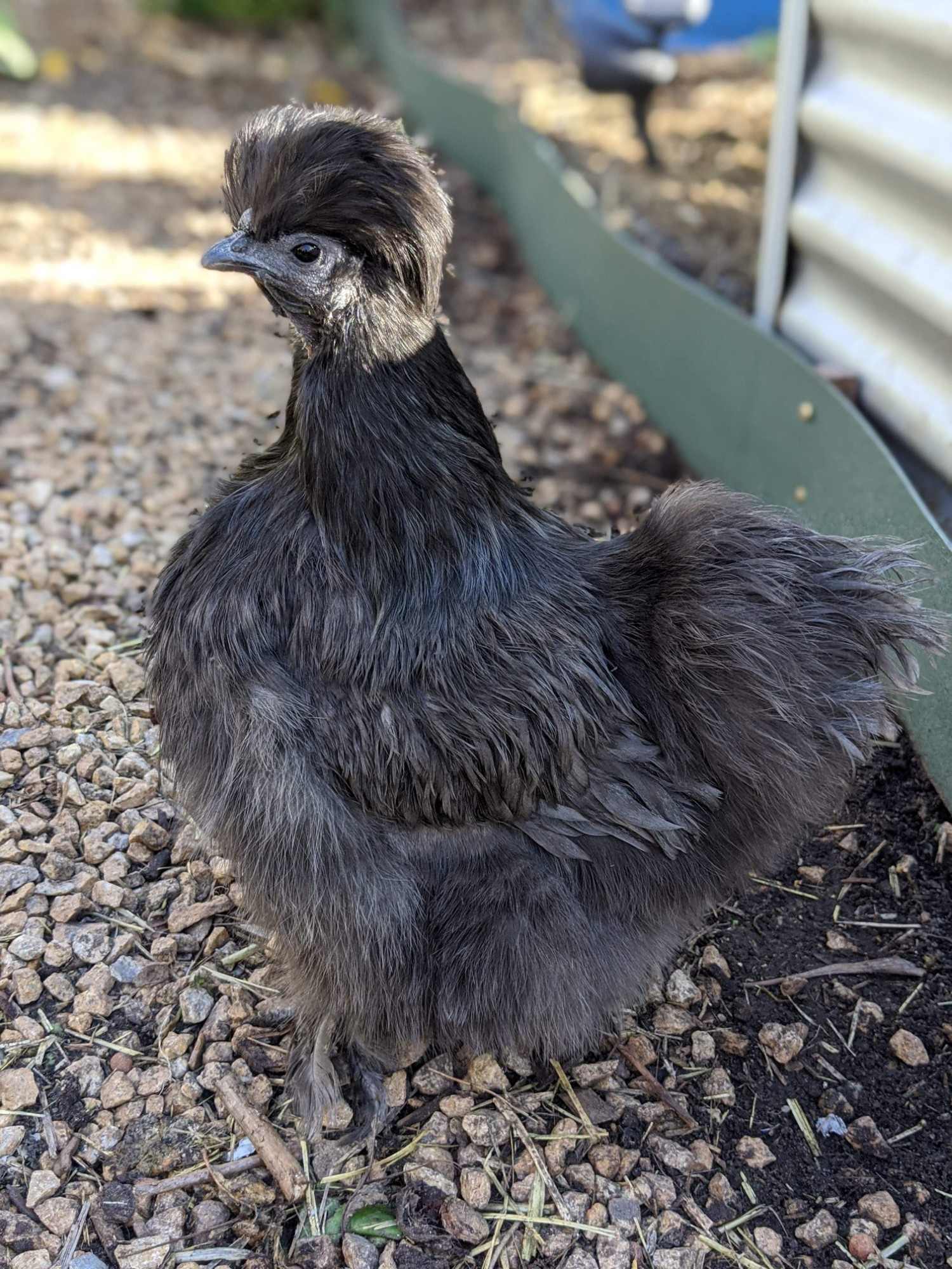 Introducing our Chooks #1 Yurei