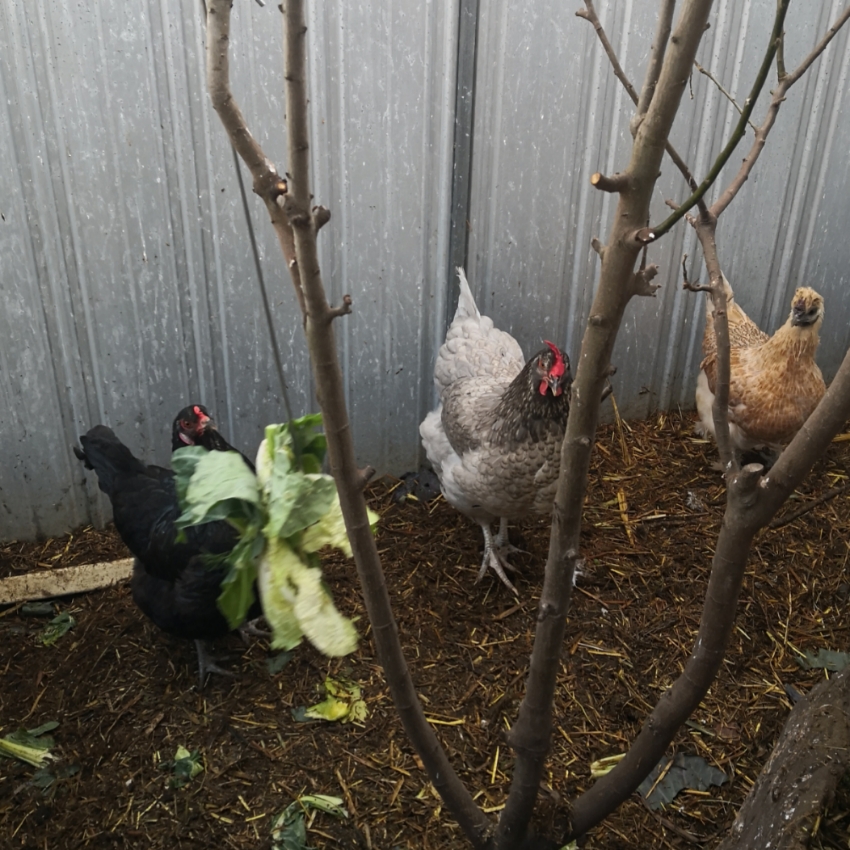 Hanging cabbages for the chooks