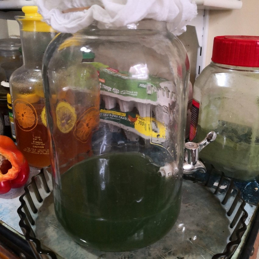 Spirulina: Day 2