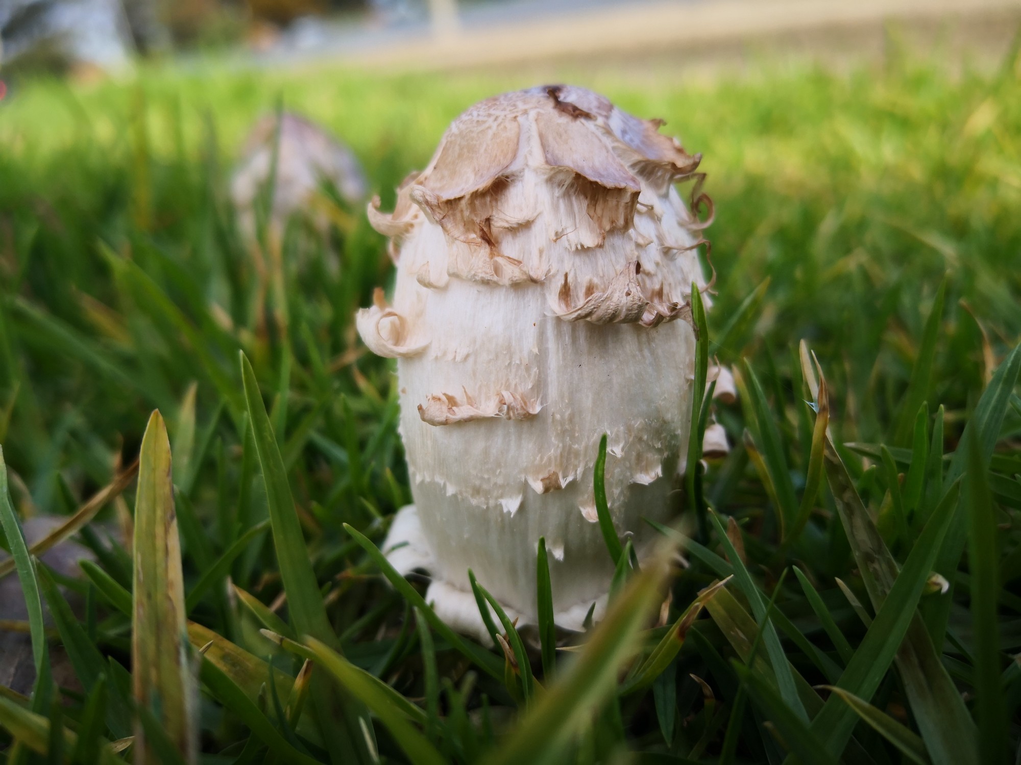 Lawyer's Wigs (Coprinus comatus)